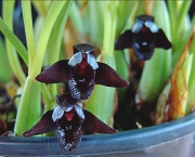 Orquídea Negra - Significado (5)