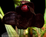 Orquídea Negra - Significado (6)