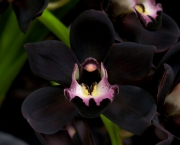 Orquídea Negra - Significado (7)
