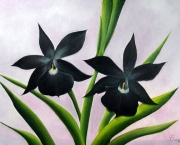 Orquídea Negra - Significado (8)