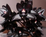 Orquídea Negra - Significado (9)