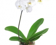 Orquidea Phalaenopsis (4).jpg