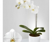 Orquidea Phalaenopsis (5).jpg