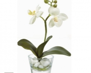 Orquidea Phalaenopsis (7).jpg