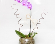 Orquidea Phalaenopsis (8).jpg