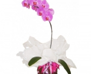 Orquidea Phalaenopsis (9).jpg