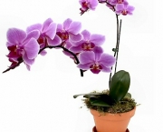 Orquidea Phalaenopsis (12).jpg