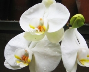 Orquidea Phalaenopsis (13).jpg