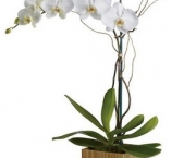 Orquidea Phalaenopsis (14).jpg