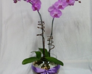 Orquidea Phalaenopsis (16).jpg