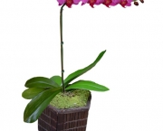 Orquidea Phalaenopsis (17).jpg