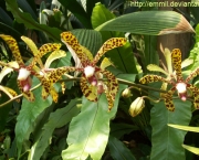 Orquidea Selvagem (1)