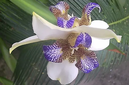 Orquídea Selvagem | Flores - Cultura Mix