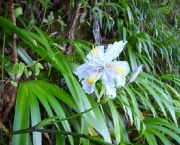 orquidea-selvagem-1