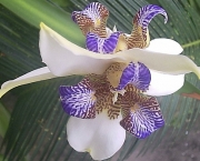 orquidea-selvagem-2