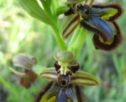 orquidea-selvagem-3