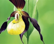 Orquidea Selvagem (4)