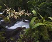Orquidea Selvagem (8)