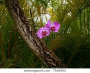Orquidea Selvagem (10)