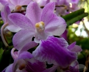 Orquidea Selvagem (11)