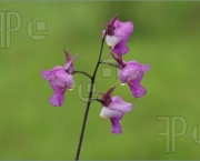 Orquidea Selvagem (16)