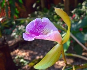 Orquidea Selvagem (17)
