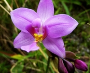 Orquidea Selvagem (18)