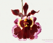 Orquídea Tolumnia (4)