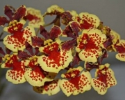 Orquídea Tolumnia (5)