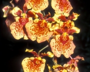 Orquídea Tolumnia (6)