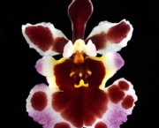 Orquídea Tolumnia (8)