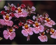Orquídea Tolumnia (9)