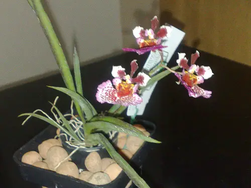 Aprenda a Cultivar a Orquídea Tolumnia | Flores - Cultura Mix