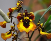 Orquídea Tolumnia (10)