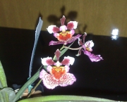 Orquídea Tolumnia (11)