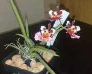 Orquídea Tolumnia (12)