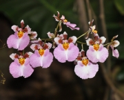 Orquídea Tolumnia (13)