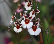 Orquídea Tolumnia (14)