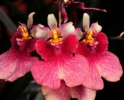 Orquídea Tolumnia (16)