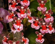 Orquídea Tolumnia (17)