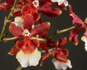 Orquídea Tolumnia (18)