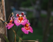 Orquídea Tolumnia (1)