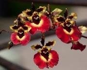 Orquídea Tolumnia (2)