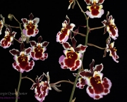 Orquídea Tolumnia (3)