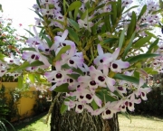 orquidea (1)