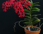 Orquídeas de Sol Pleno (2)
