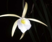Orquídeas de Sol Pleno (4)