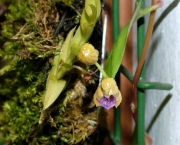 Orquídeas Nativas Do Mato Grosso (3)