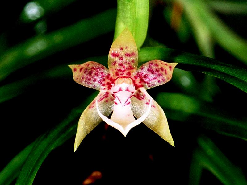 Orquídeas Nativas Do Mato Grosso | Flores - Cultura Mix