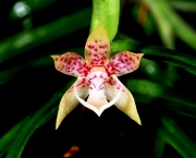 Orquídeas Nativas Do Mato Grosso (4)